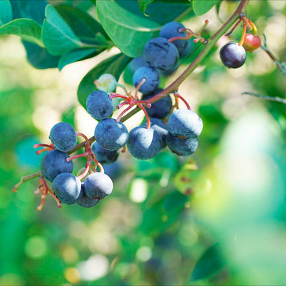 Plant de myrtillier arbustif centurion bio – La Ferme de Sainte Marthe