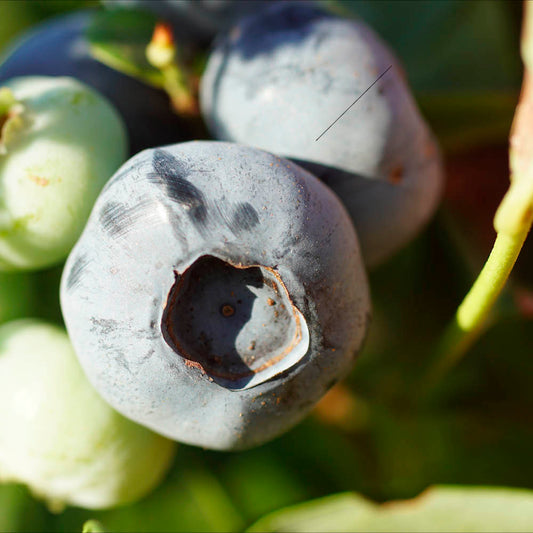 Plant de myrtillier arbustif darrow bio – La Ferme de Sainte Marthe