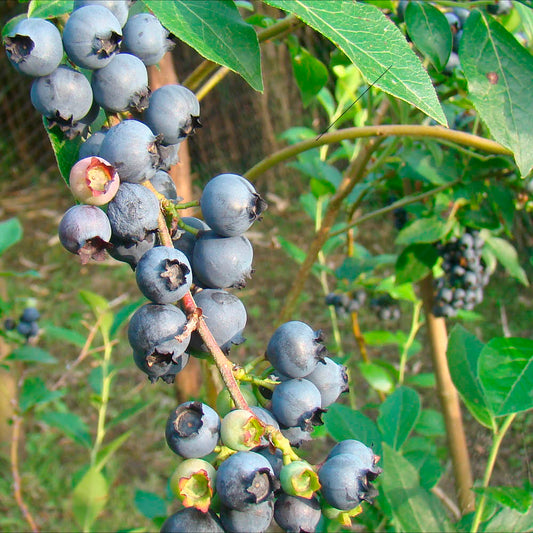 Plant de myrtillier arbustif estive bio – La Ferme de Sainte Marthe