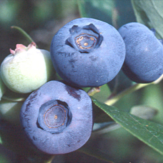 Plant de myrtillier arbustif ivanhoe bio – La Ferme de Sainte Marthe