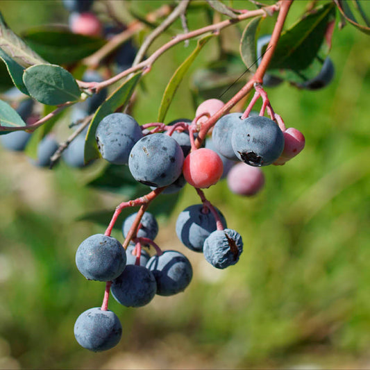 Plant de myrtillier arbustif powderblue bio – La Ferme de Sainte Marthe