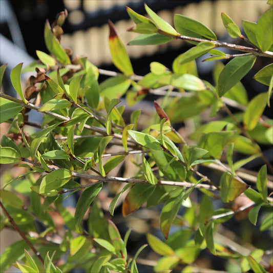 Plant de myrtillier arbustif tifblue bio – La Ferme de Sainte Marthe