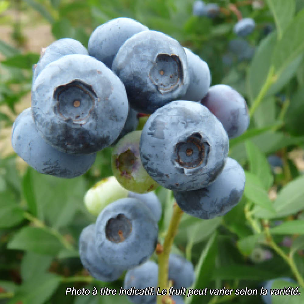 Plant de myrtillier bio – La Ferme de Sainte Marthe