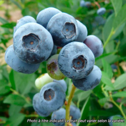 Plant de myrtillier bio – La Ferme de Sainte Marthe