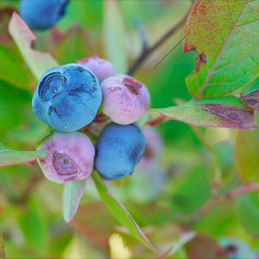 Plant de myrtillier darkeley bio – La Ferme de Sainte Marthe