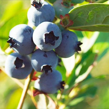 Plant de myrtillier earliblue bio – La Ferme de Sainte Marthe
