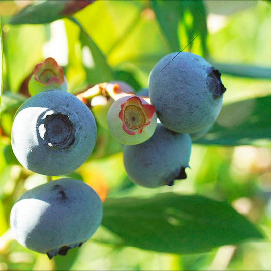 Plant de myrtillier elliott bio – La Ferme de Sainte Marthe