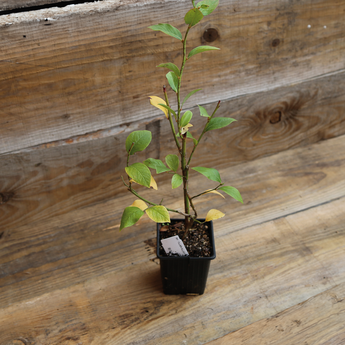 Plant de myrtillier en pot bio – La Ferme de Sainte Marthe