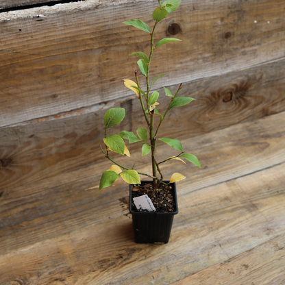 Plant de myrtillier en pot bio – La Ferme de Sainte Marthe