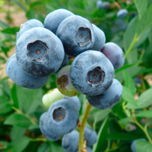 Plant de myrtillier européen bio – La Ferme de Sainte Marthe