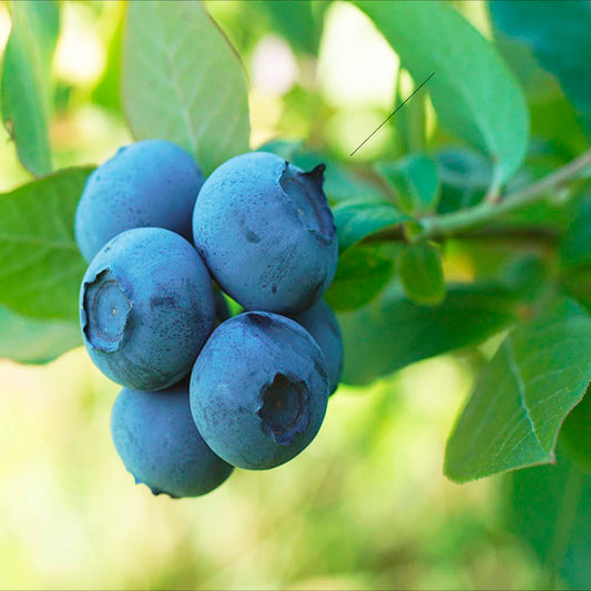 Plant de myrtillier northland bio – La Ferme de Sainte Marthe