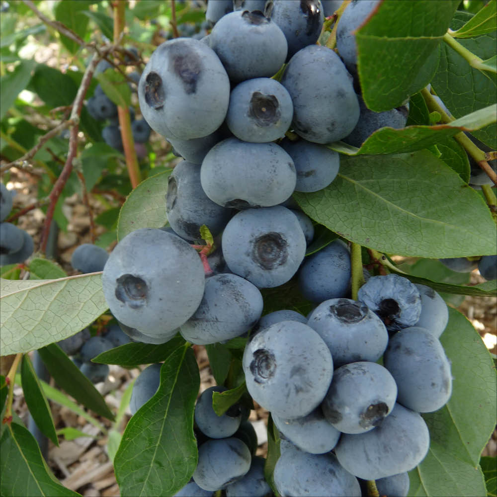 Plant de myrtillier patriot bio – La Ferme de Sainte Marthe