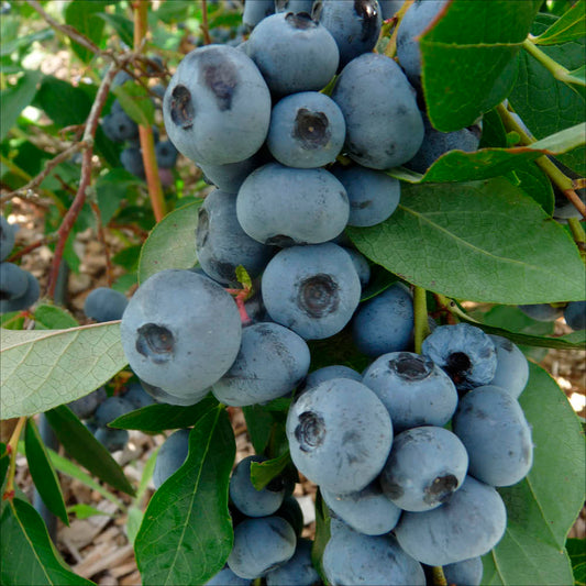 Plant de myrtillier patriot bio – La Ferme de Sainte Marthe
