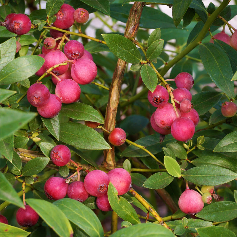 Plant de myrtillier pink lemonade bio – La Ferme de Sainte Marthe