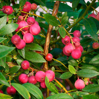 Plant de myrtillier pink lemonade bio – La Ferme de Sainte Marthe