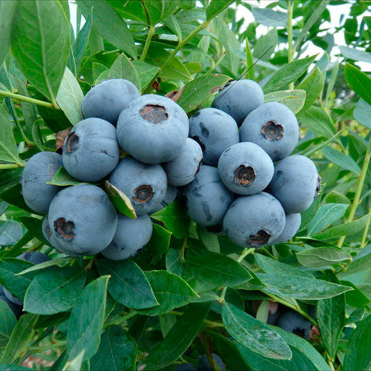 Plant de myrtillier sunshine blue bio – La Ferme de Sainte Marthe