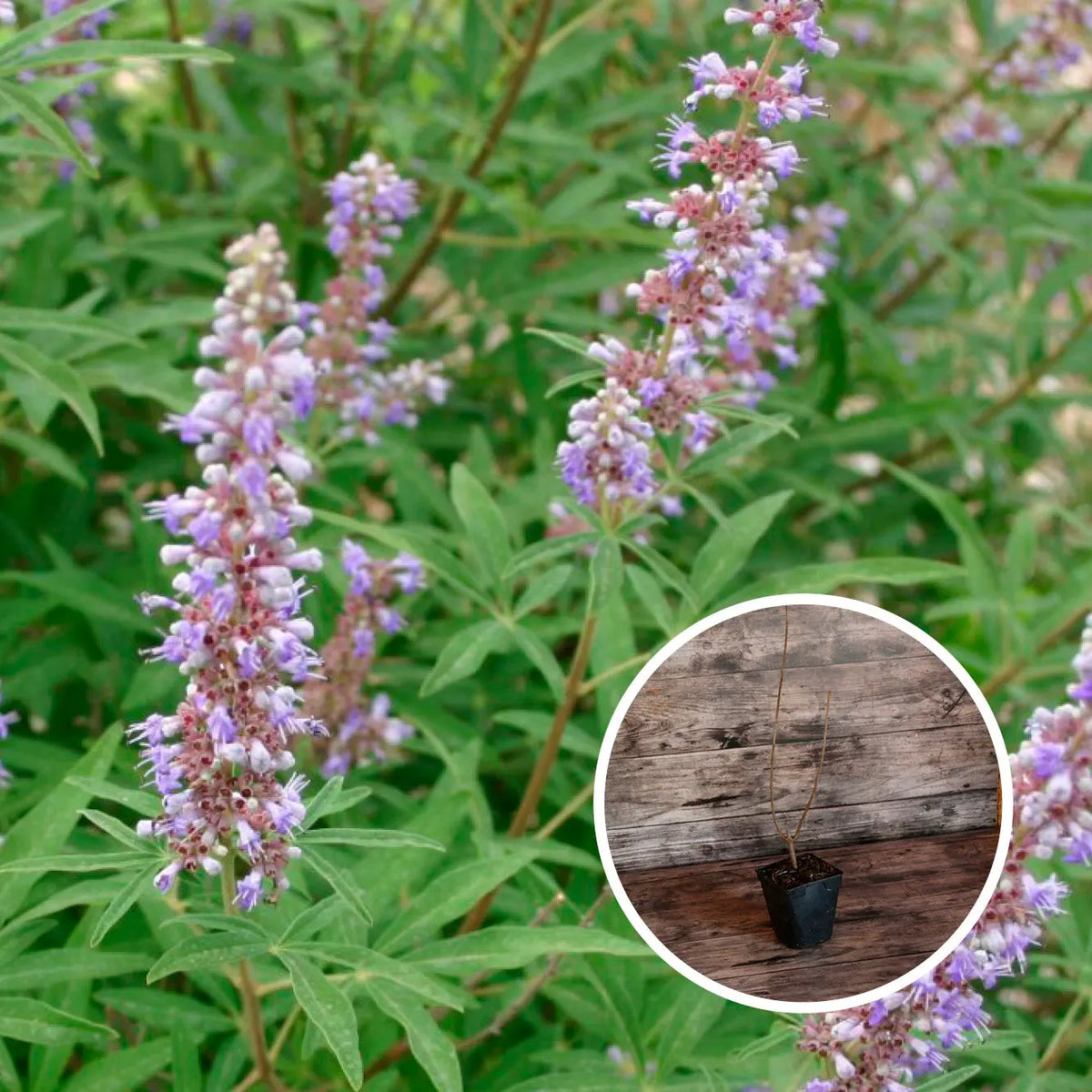Plant de poivrier des moines bio – La Ferme de Sainte Marthe