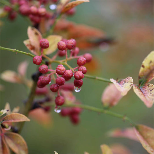 Plant de poivrier du sichuan bio – La Ferme de Sainte Marthe