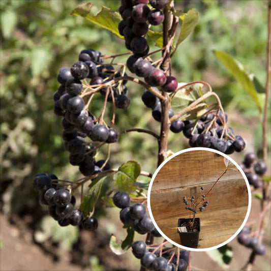 Plant de sorbier noir bio – La Ferme de Sainte Marthe