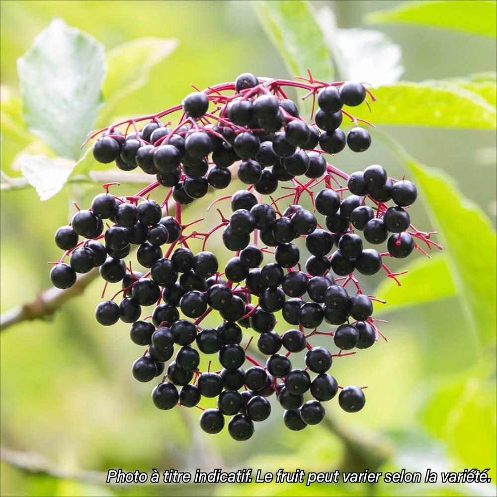 Plant de sureau à fruits noirs korsor bio – La Ferme de Sainte Marthe