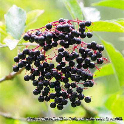 Plant de sureau à fruits noirs korsor bio – La Ferme de Sainte Marthe