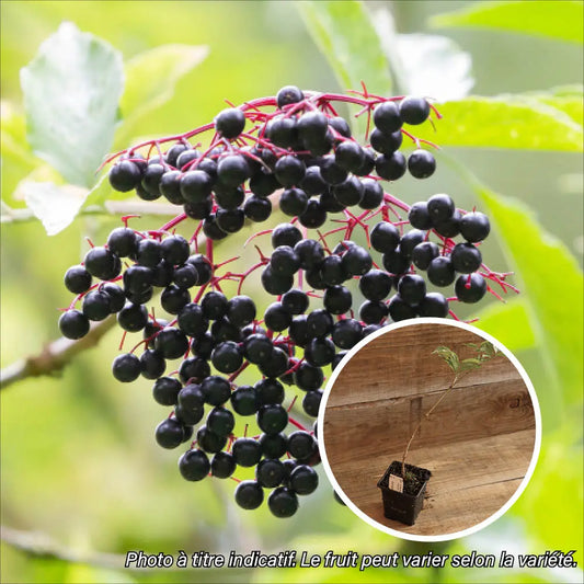 Plant de sureau à fruits noirs korsor bio – La Ferme de Sainte Marthe
