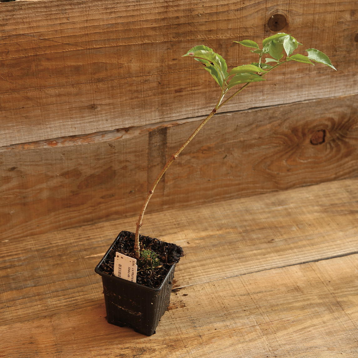 Plant de sureau en pot bio – La Ferme de Sainte Marthe