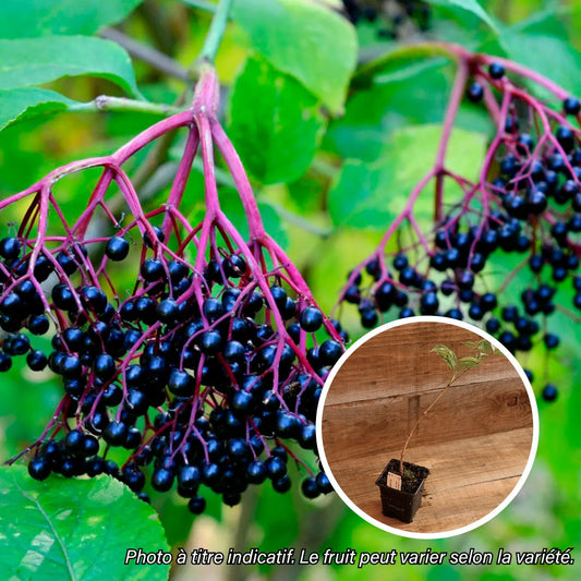 Plant de sureau haidegg bio – La Ferme de Sainte Marthe