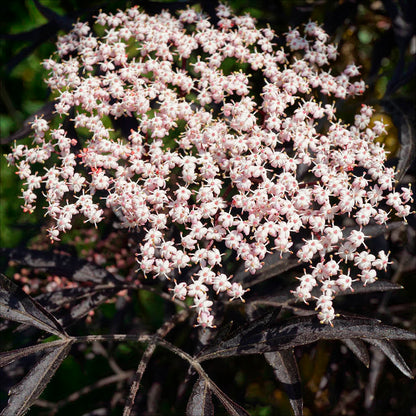 Plant de sureau haschberg bio – La Ferme de Sainte Marthe