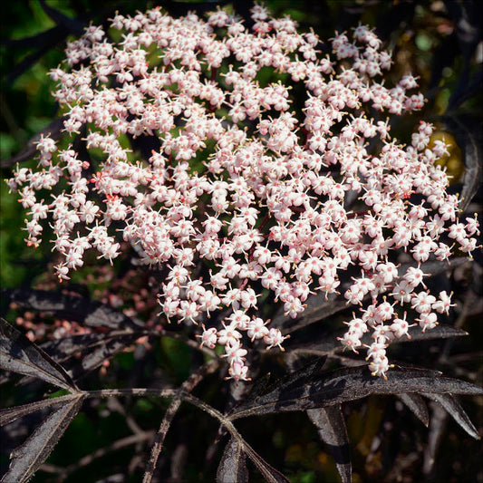 Plant de sureau haschberg bio – La Ferme de Sainte Marthe