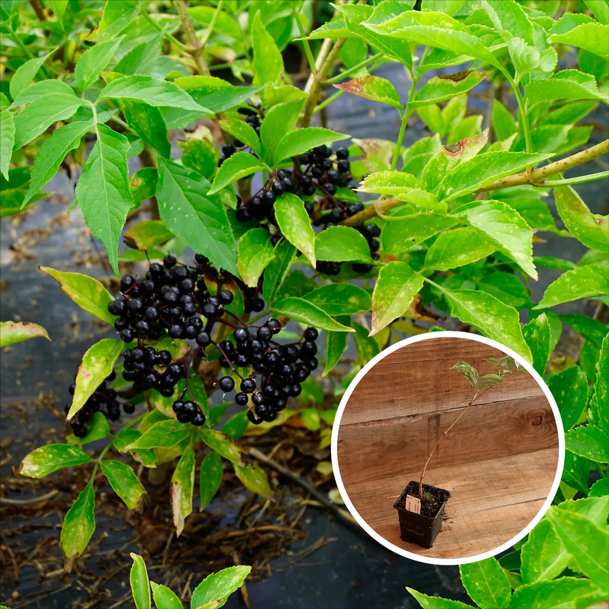 Plant de sureau purpurea thundercloud bio – La Ferme de Sainte Marthe