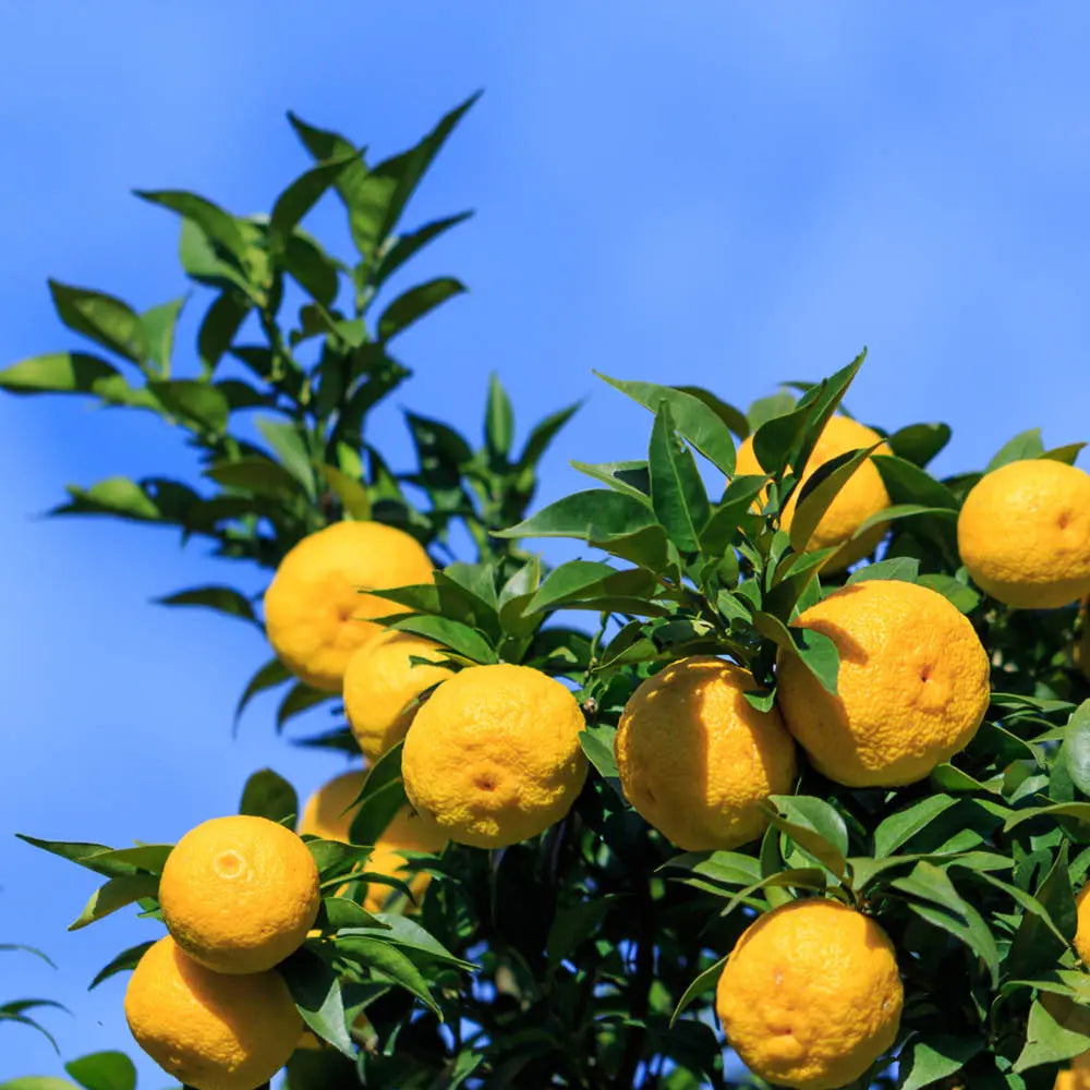 Plant d'yuzu – La Ferme de Sainte Marthe