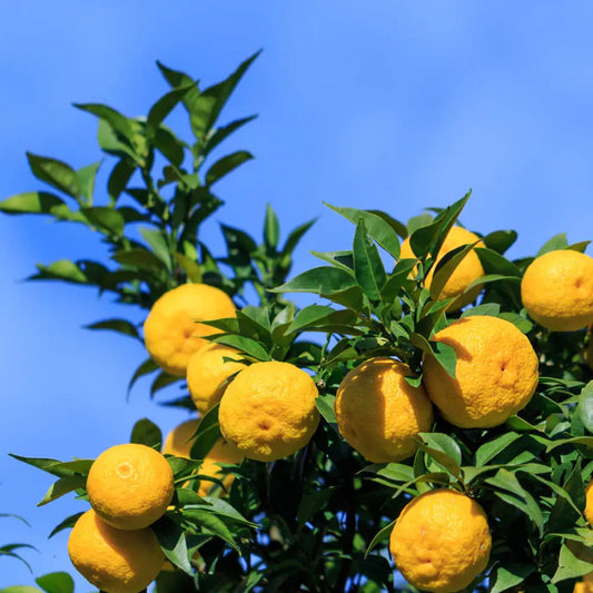 Plant d'yuzu – La Ferme de Sainte Marthe