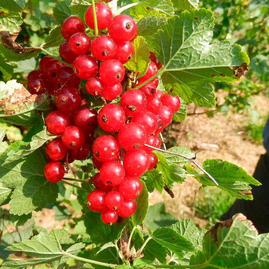 GROSEILLIER À GRAPPE 'JONKHEER VAN TETS' AB - PLANT 