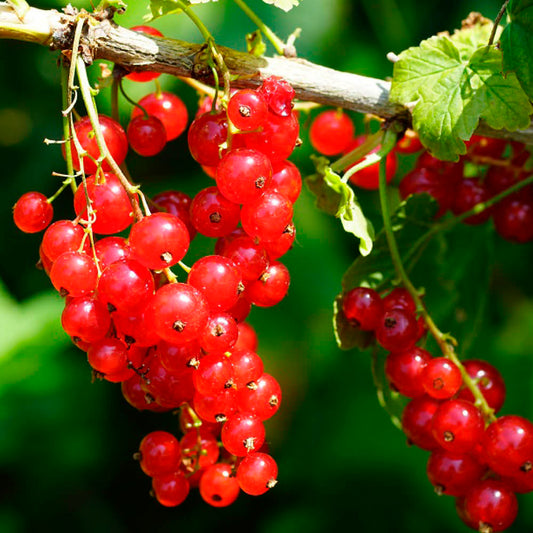 GROSEILLIER À GRAPPES VERSAILLAISE ROUGE AB - PLANT 