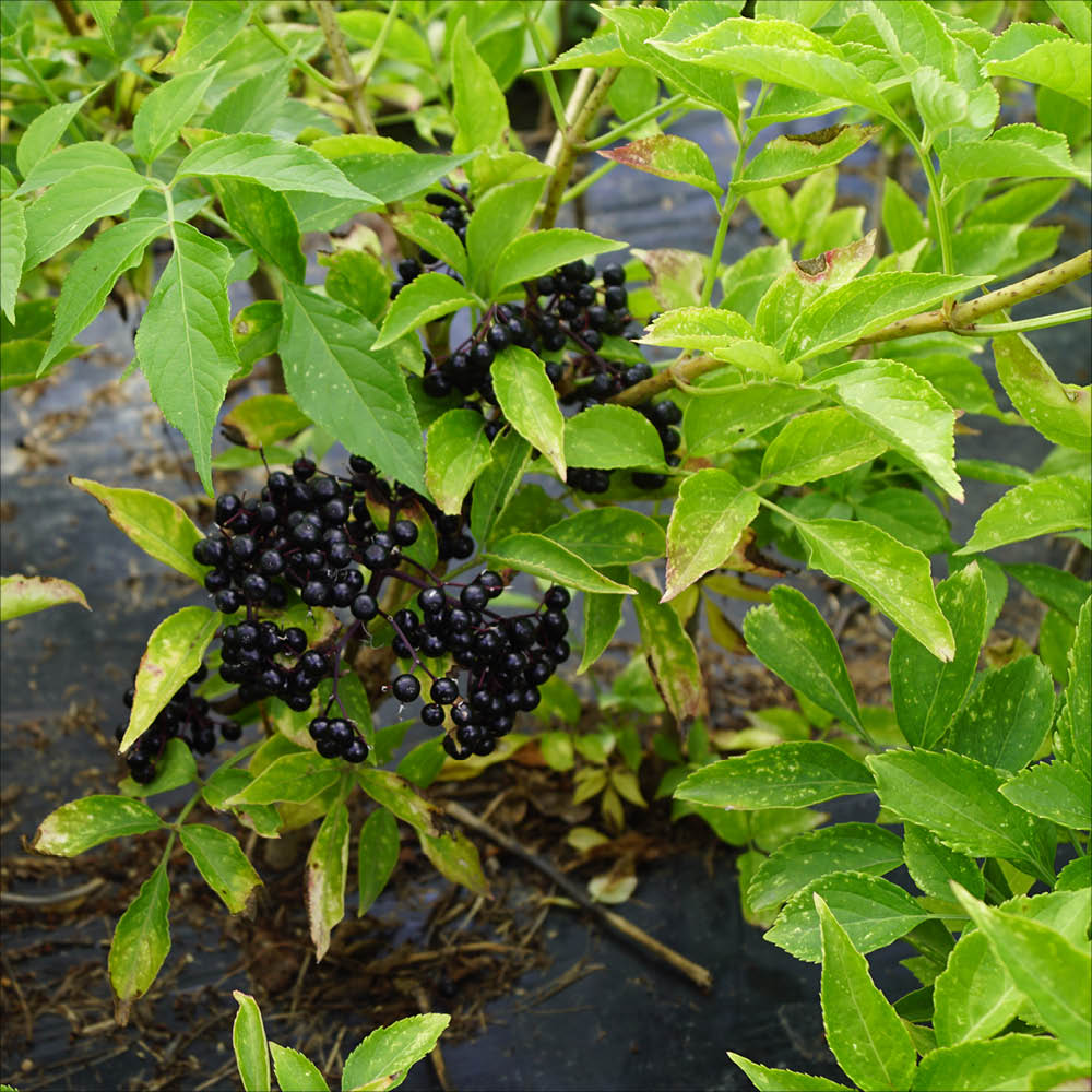 SUREAU PURPUREA THUNDERCLOUD AB - PLANT 
