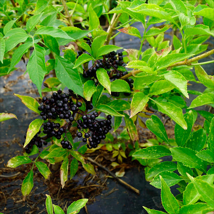 SUREAU PURPUREA THUNDERCLOUD AB - PLANT 