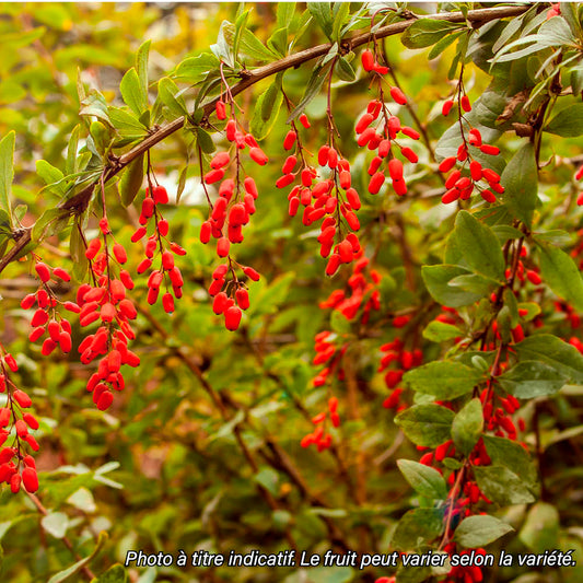 BAIE DE GOJI PRINCESS TAO - PLANT 