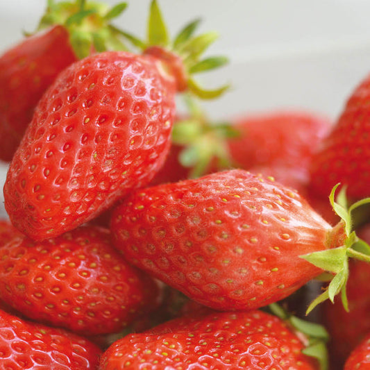 FRAISIER GARIGUETTE AB - RACINES NUES 