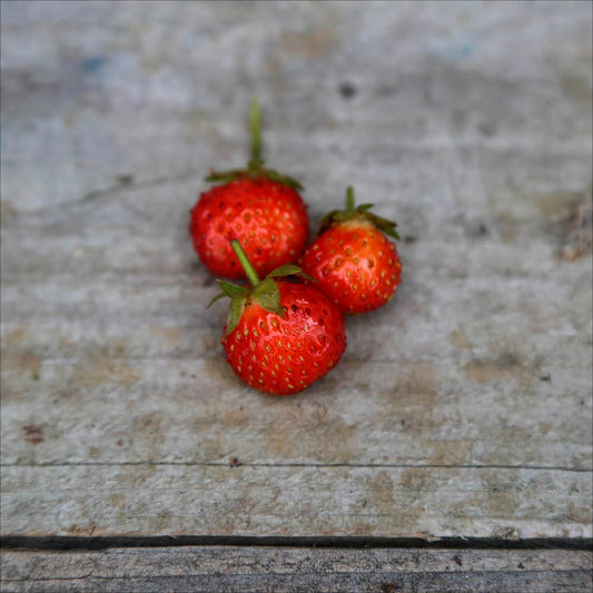 FRAISIER VICOMTESSE DE HÉRICART DE THURY AB - PLANT 