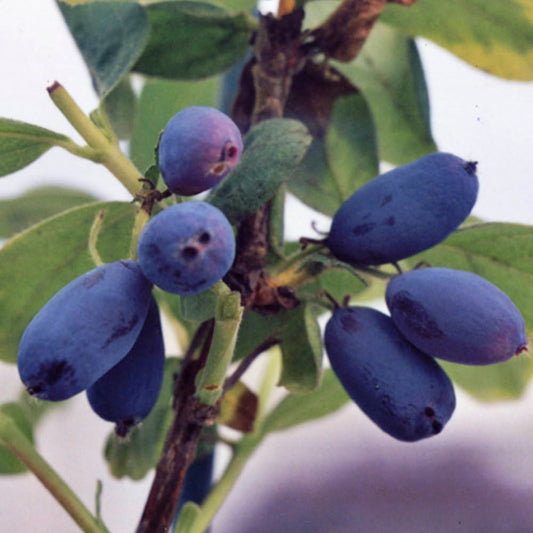 CHÈVREFEUILLE COMESTIBLE EDULIS AB - PLANT 