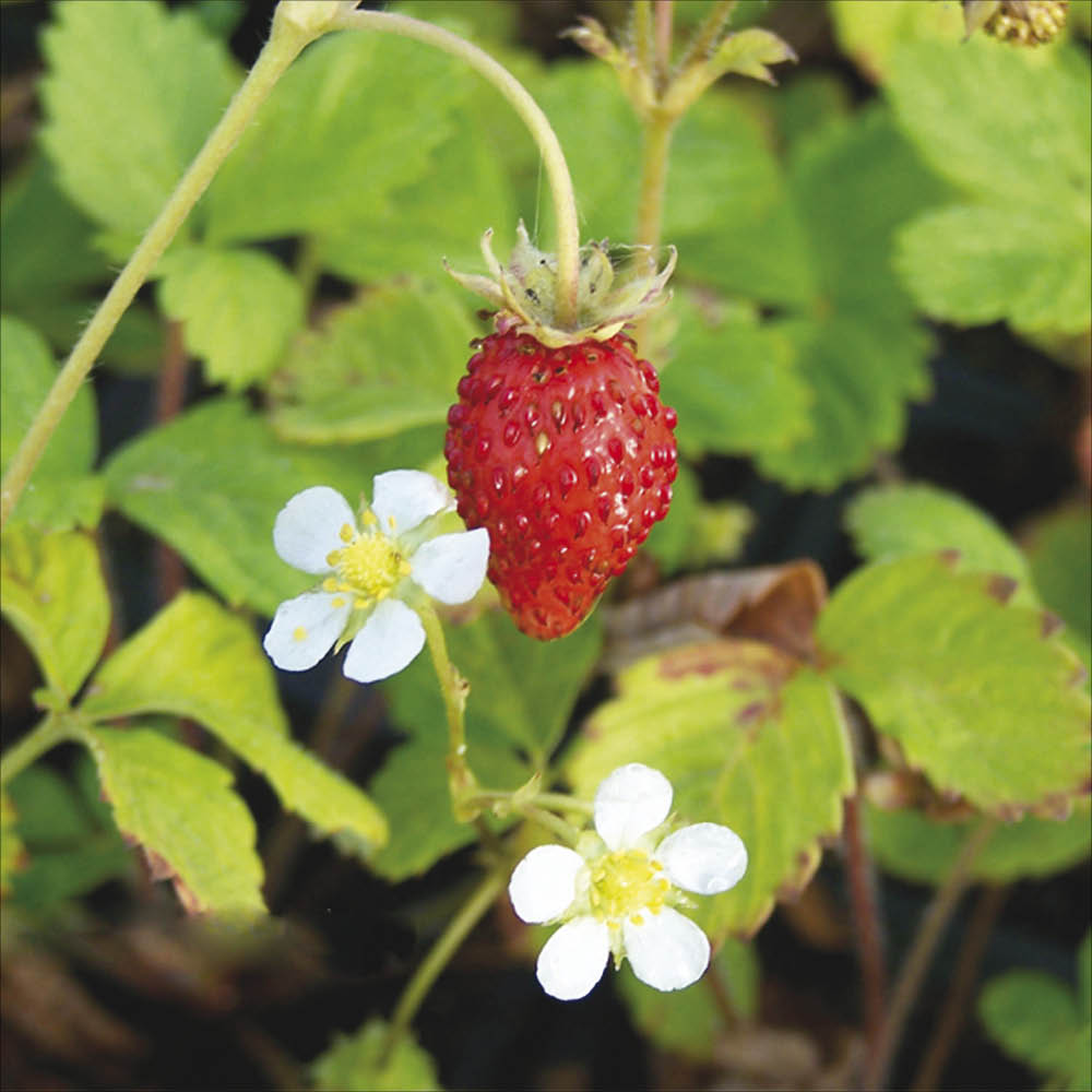 FRAISIER FRAISE DES BOIS (Reine des vallées) AB - PLANT 