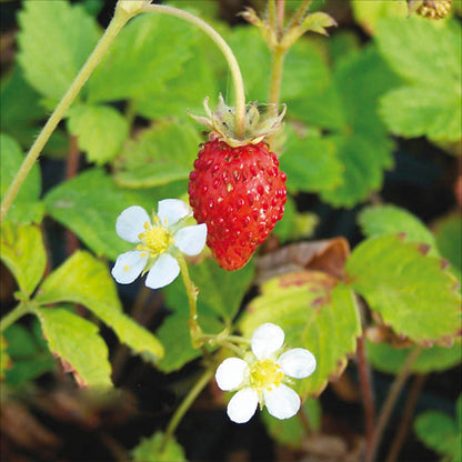 FRAISIER FRAISE DES BOIS (Reine des vallées) AB - PLANT 