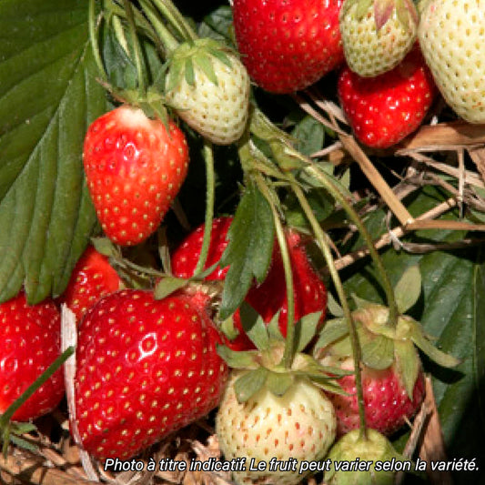 FRAISIER CIFLORETTE AB - PLANT 