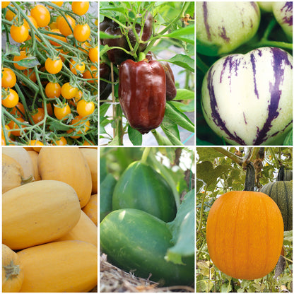 SÉLECTION "LE POTAGER DES PETITS JARDINIERS"