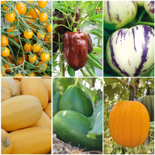 SÉLECTION "LE POTAGER DES PETITS JARDINIERS"