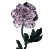 Bulbes de pivoines