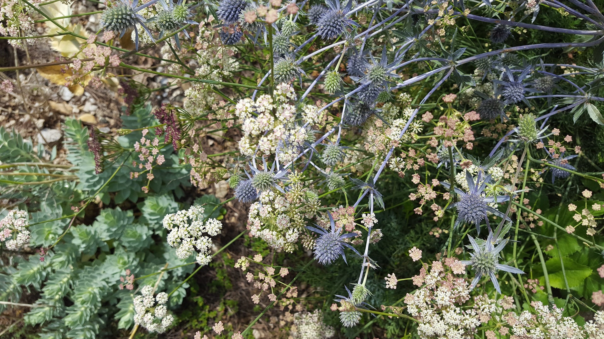 Plantes adaptées à la sécheresse