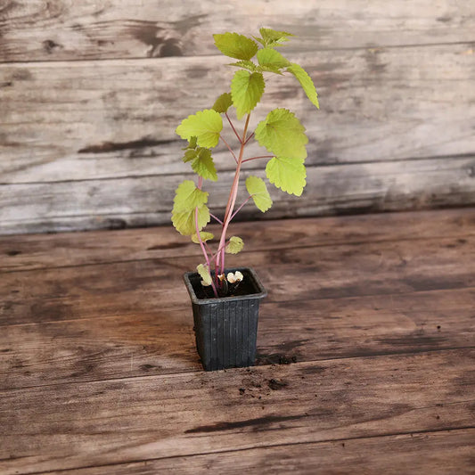 Plant d'agastache bio – La Ferme de Sainte Marthe