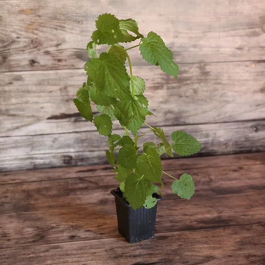 Plant d'agastache anisée bio – La Ferme de Sainte Marthe